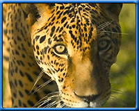 Leopard, Uttaranchal Wild Life Tour